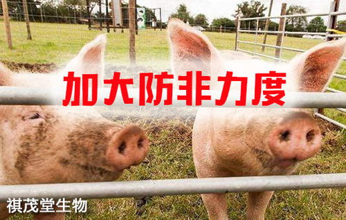 筑牢生物安全屏障 抓實關鍵措施，防控重大疫病，保障畜牧漁業飼料銷售穩定